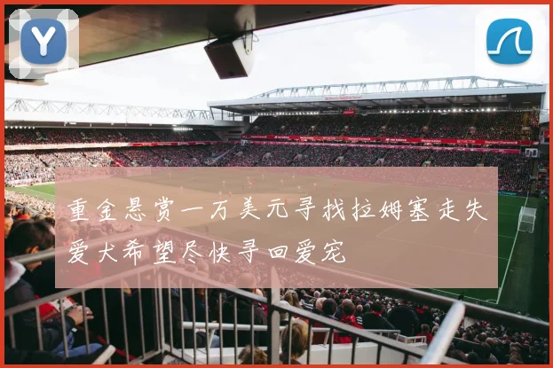 重金悬赏一万美元寻找拉姆塞走失爱犬希望尽快寻回爱宠